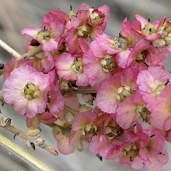 Salsola genistoide