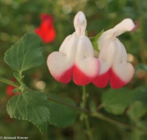Labiatae - Salvia microphylla
