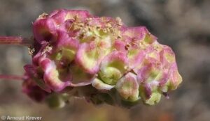 Rosaceae - Sanguisorba verrucosa