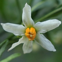 Solanum pseudocapsicum