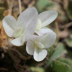 Trifolium subterraneum