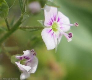 Scrophulariaceae - Veronica anagalloides
