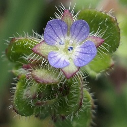 Veronica hederifolia