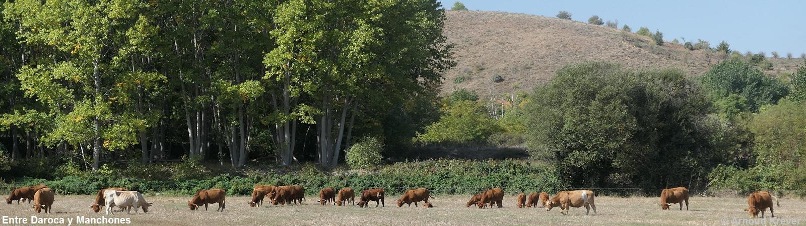 22 Sagunt (1310) Tussen Daroca en Manchones, koeien