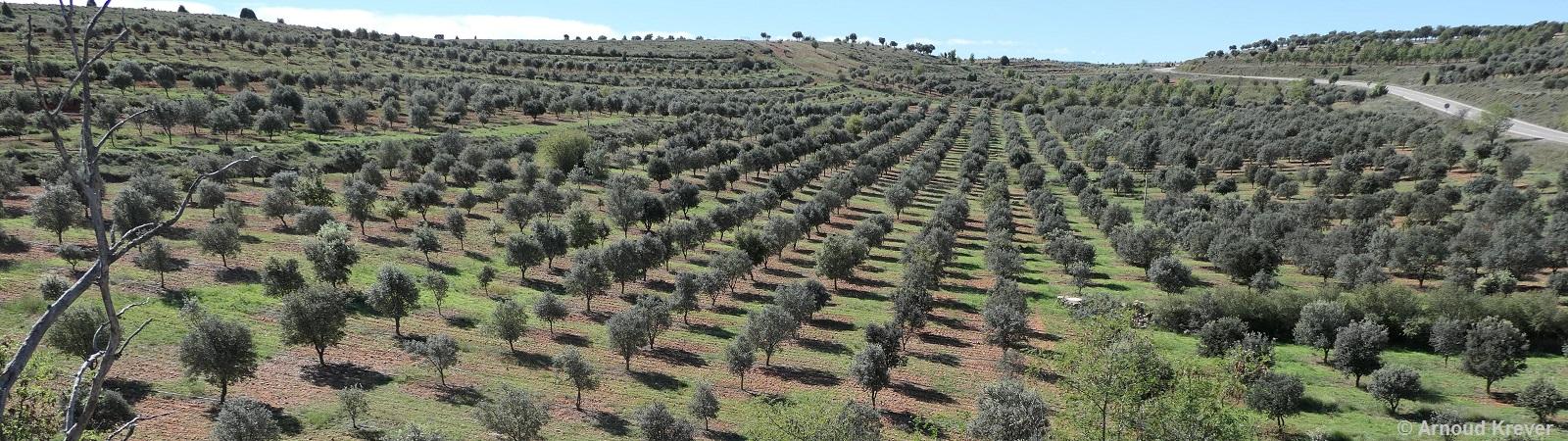 22 Sagunt (610) Via Verde Ojos Negros, uitzicht voorbij Est.Mora de Rubielos op olijfboomgaard