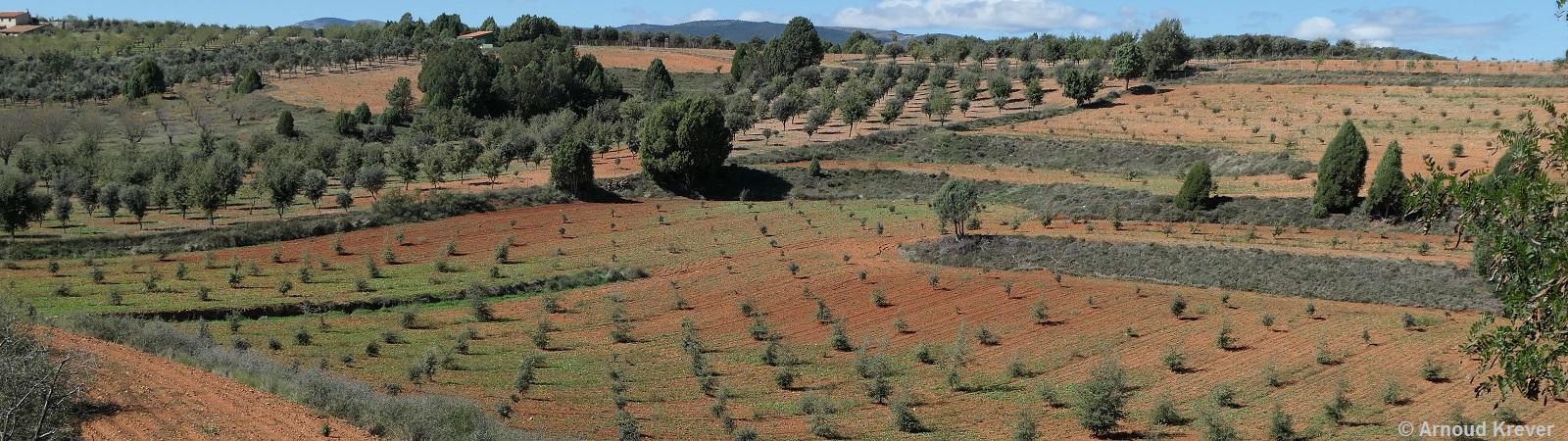 22 Sagunt (613) Via Verde Ojos Negros, uitzicht voorbij Est.Mora de Rubielos op olijfboomgaard