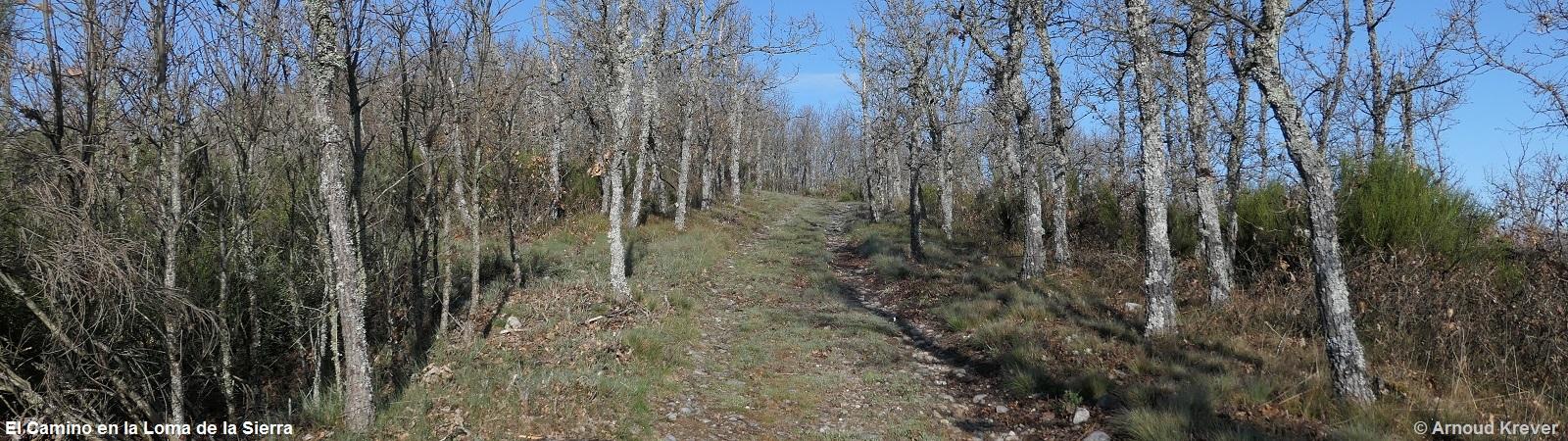 22Olv (912) Loma de la Cerra, camino