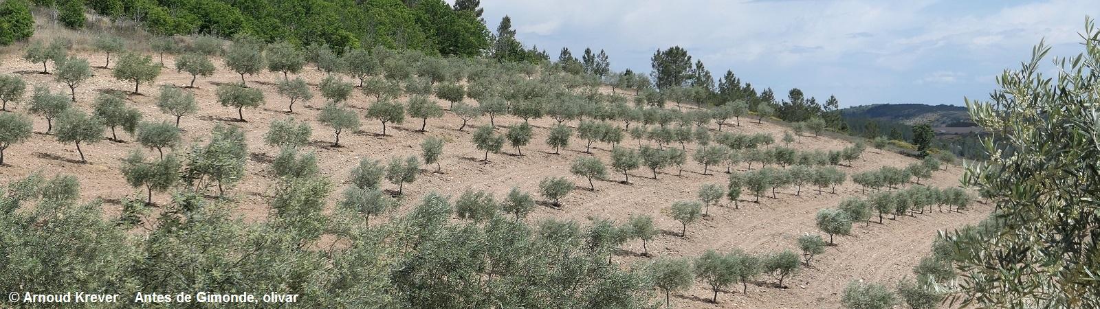23PlataP (2792) Tussen Palacios en Gimonde, helling met olijvenbomen