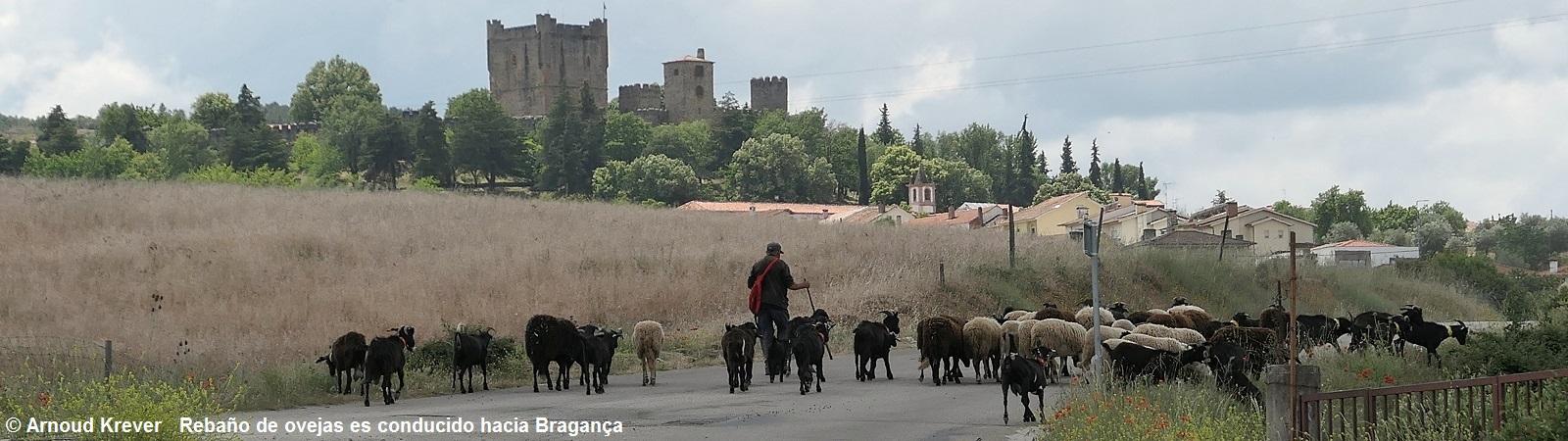 23PlataP (2878) Braganca, kudde schapen wordt richting stad gedreven