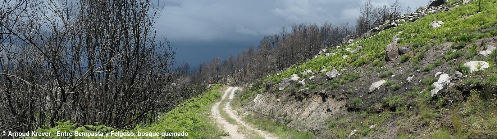 23PlataP (3555) Tussen A Bempasta en Felgoso, verbrand bos